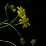 Gynura pseudochina Flower
