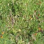 Crotalaria pumila عادت داشتن