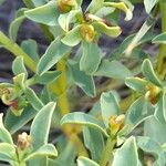 Euphorbia portulacoides Leaf