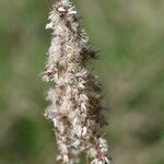 Solidago altissima Frucht