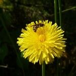 Hypochaeris radicata Fleur