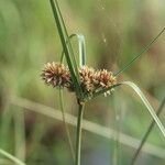 Cyperus polystachyos Flower