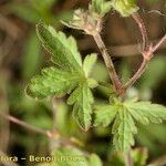 Geranium divaricatum Ліст