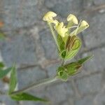 Silene noctiflora Fiore