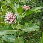 Asclepias speciosaЦвят