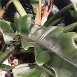 Philodendron bipennifolium Foglia
