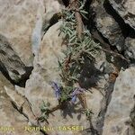 Rosmarinus tomentosus Other