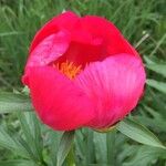 Paeonia peregrinaKvet