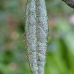 Rhododendron pubescens Hoja