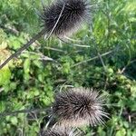 Dipsacus sativus 葉