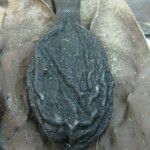 Kutchubaea insignis Other