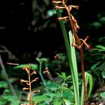 Corallorhiza maculata Staniste