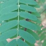 Tamarindus indica Blatt