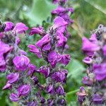 Pedicularis rostratospicata 花