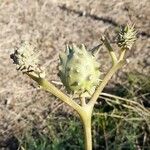 Datura ferox Frukt