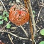 Physalis alkekengi Fruto