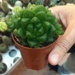 Haworthia cymbiformisFolha