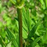 Thalictrum flavum Leaf