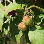 Stewartia pseudocamellia Froito