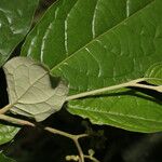 Solanum schlechtendalianum পাতা