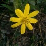 Silphium asteriscus Floare