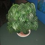 Peperomia argyreia Лист