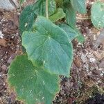 Begonia acetosa Hoja