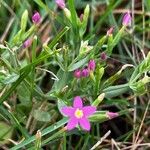 Centaurium pulchellum 花