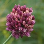 Allium rotundum Blüte