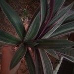 Tradescantia spathacea ഇല