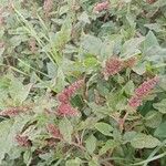 Amaranthus deflexus Облик