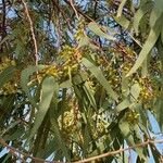 Eucalyptus camaldulensis Blad