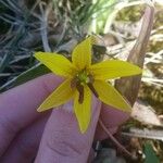 Erythronium rostratum Kukka