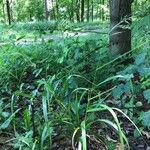 Lolium giganteum Habit