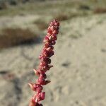 Suaeda maritima Fula