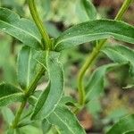 Tagetes lucida Leaf