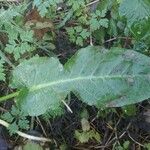 Rumex pulcher Leaf