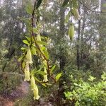 Billardiera longiflora Blodyn