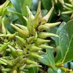 Salix retusa Fruit