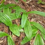 Scoliopus bigelovii Hoja
