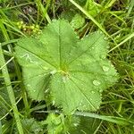 Alchemilla subcrenata Φύλλο