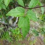 Clematis mauritiana Leaf