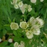 Astrantia major Beste bat