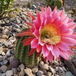 Echinopsis huascha Hoja