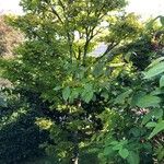 Acer shirasawanum Hábitos