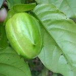 Passiflora alata 果実