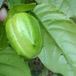 Passiflora alata ഫലം