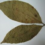 Cynometra hostmanniana Other