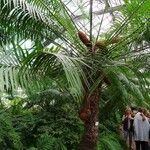 Cycas rumphii Habit