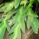 Oberonia disticha Yaprak